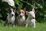BULL TERRIER MINIATURE 132